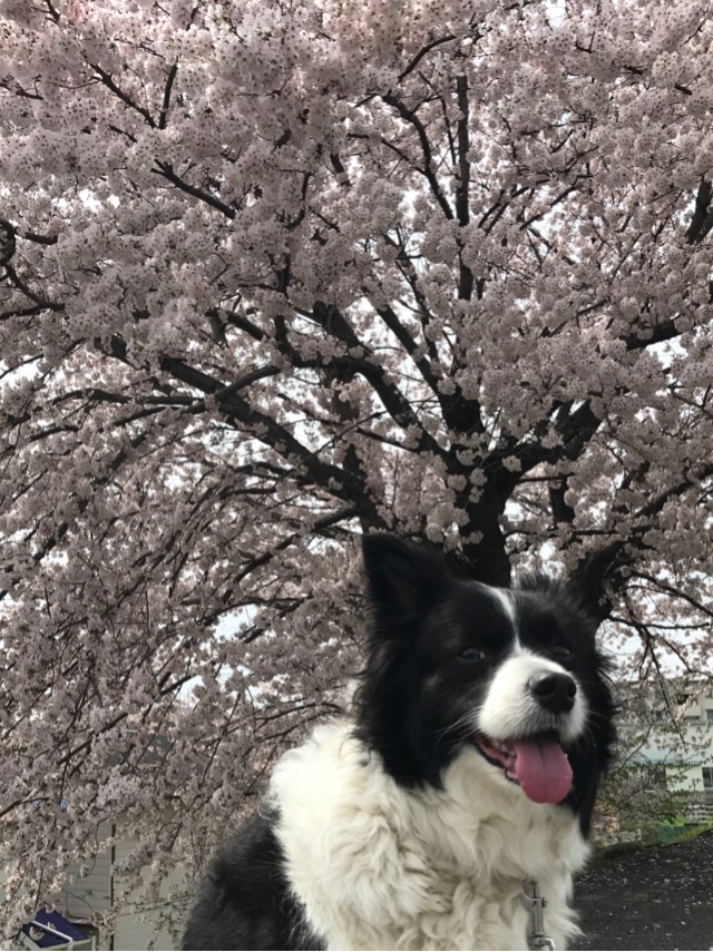 大蔵池公園（豊明市新栄町）犬